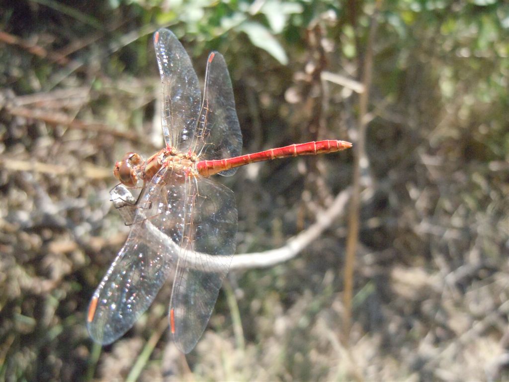 Sympetrum meridionale?